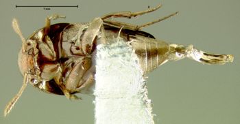 Media type: image;   Entomology 32463 Aspect: habitus ventral view